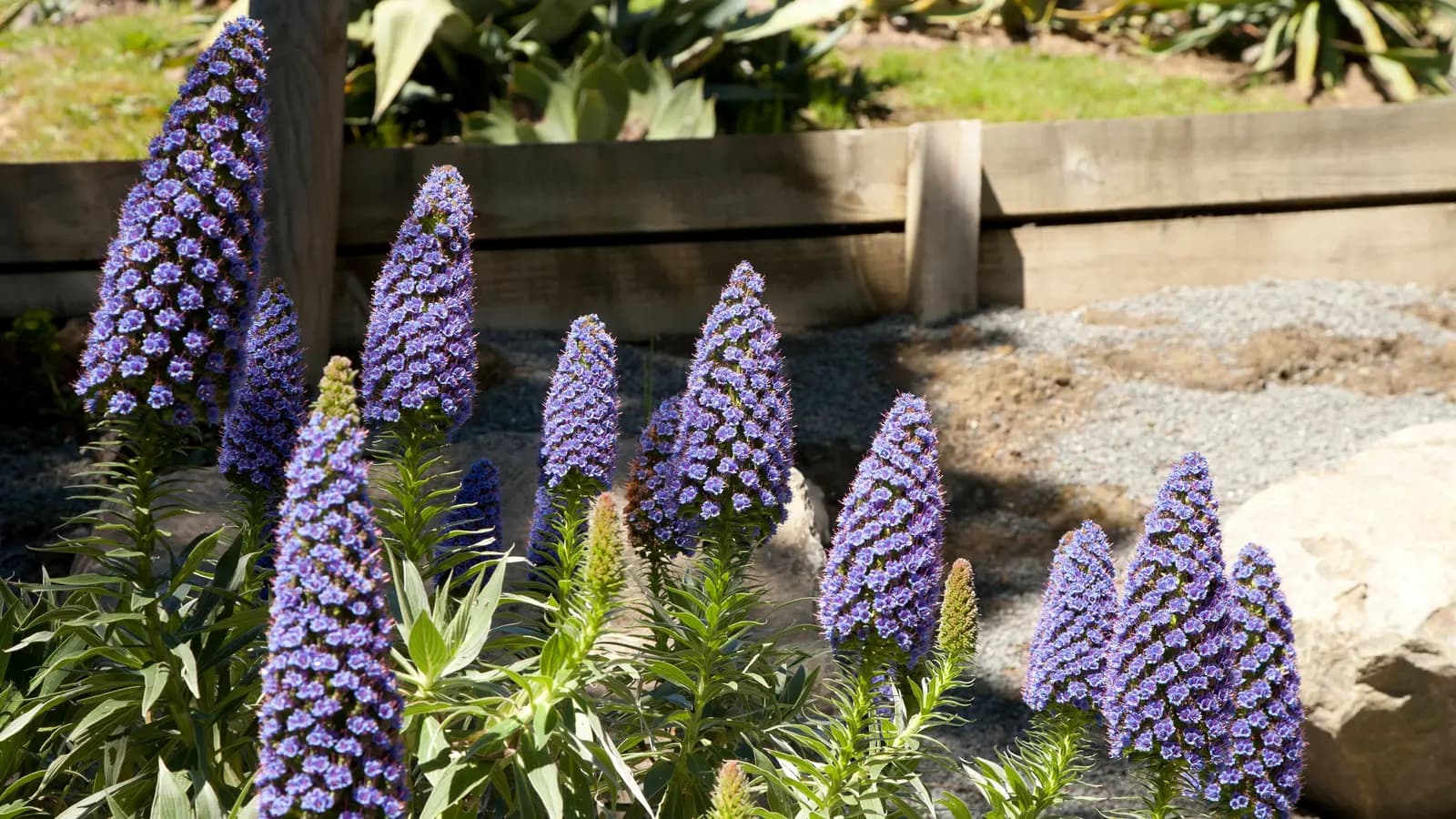 Vibrant purple Pride of Madeira flowers blooming in a sunny garden.