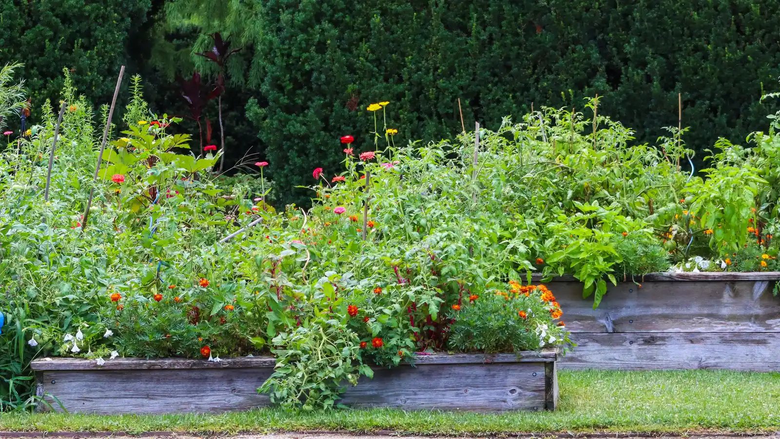 Vibrant raised garden beds filled with diverse plants and flowers in lush greenery.