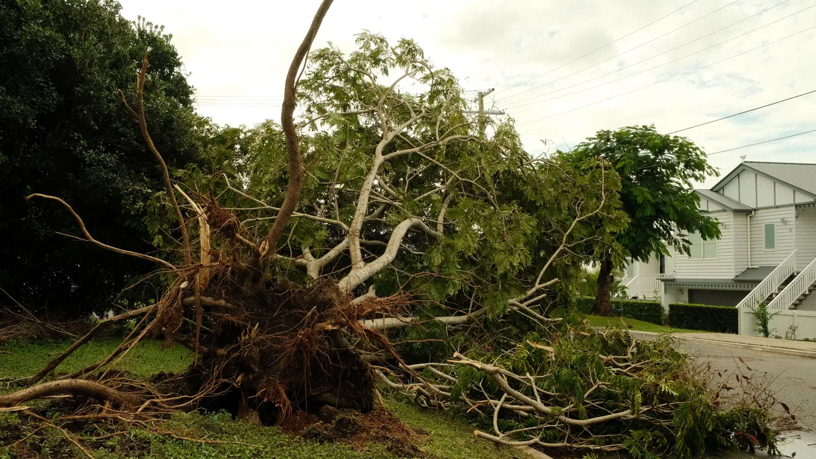 Uprooted tree lies on suburban street after a violent storm, showcasing nature's power.