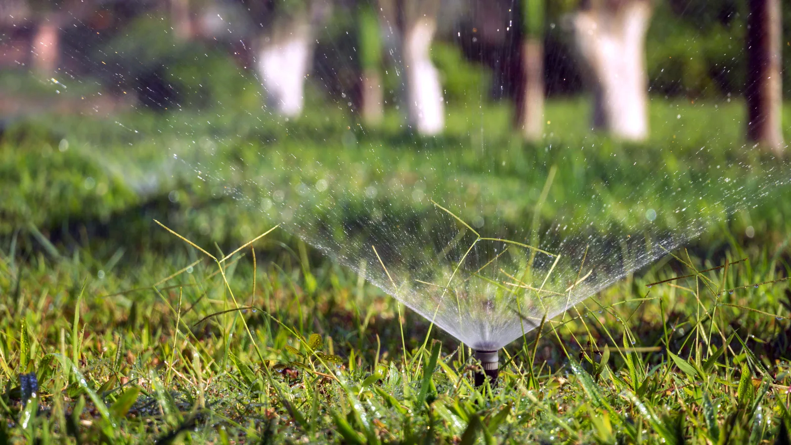 Irrigation sprinkler watering a residential lawn before winter shutdown